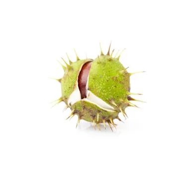 Chestnut isolated on white background. Stock Photos