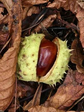 Chestnut in its spiny shell, a fruit of autumn nature Stock Photos