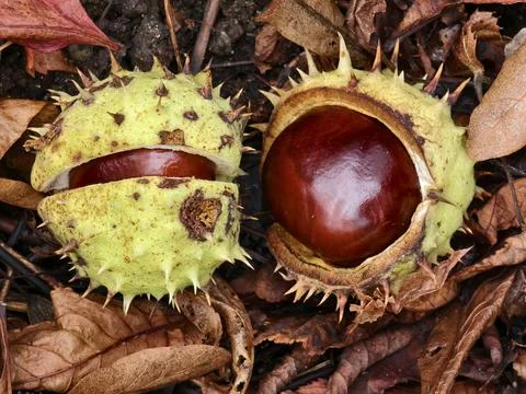 Chestnut in its spiny shell, a fruit of autumn nature Stock Photos