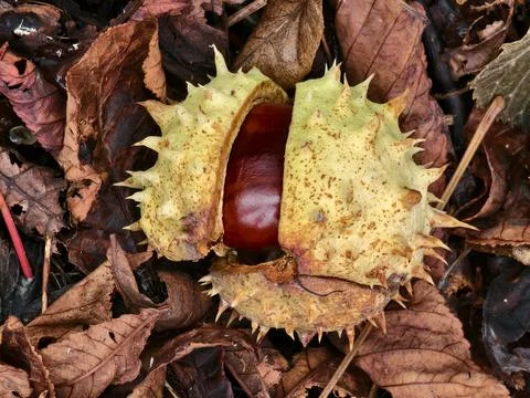 Chestnut in its spiny shell, a fruit of autumn nature Stock Photos