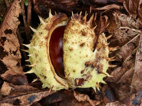 Chestnut in its spiny shell, a fruit of autumn nature Stock Photos