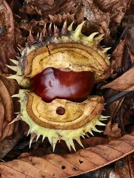Chestnut in its spiny shell, a fruit of autumn nature Stock Photos