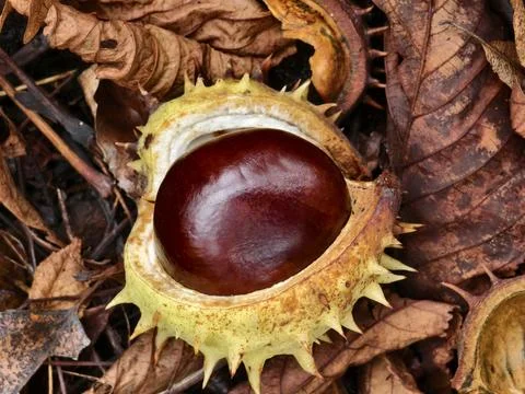 Chestnut in its spiny shell, a fruit of autumn nature Stock Photos