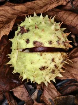Chestnut in its spiny shell, a fruit of autumn nature Stock Photos