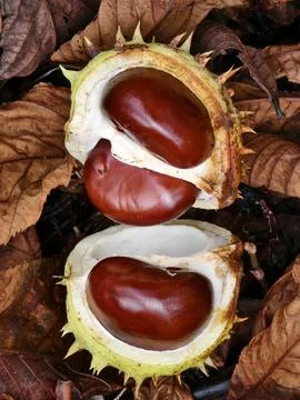 Chestnut in its spiny shell, a fruit of autumn nature Stock Photos
