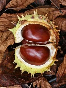 Chestnut in its spiny shell, a fruit of autumn nature Stock Photos