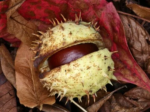 Chestnut in its spiny shell, a fruit of autumn nature Stock Photos