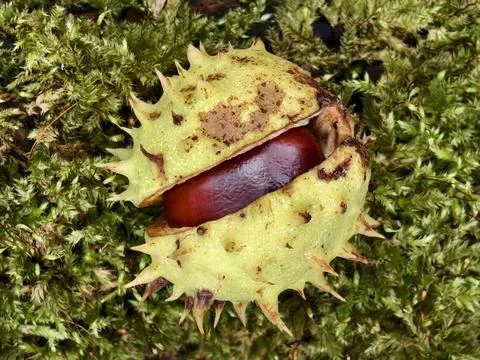 Chestnut in its spiny shell, a fruit of autumn nature Stock Photos