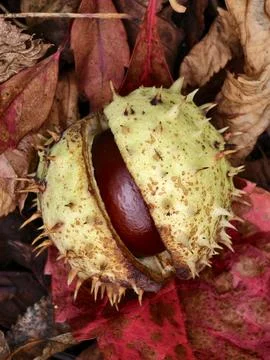 Chestnut in its spiny shell, a fruit of autumn nature Stock Photos