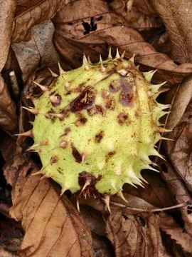 Chestnut in its spiny shell, a fruit of autumn nature Stock Photos