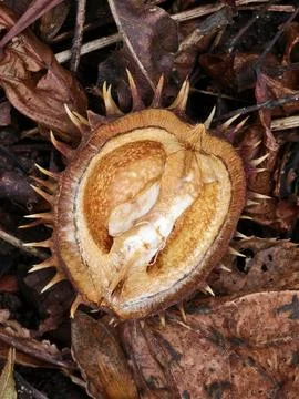 Chestnut in its spiny shell, a fruit of autumn nature Stock Photos