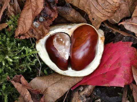 Chestnut in its spiny shell, a fruit of autumn nature Stock Photos