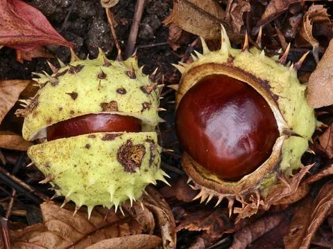 Chestnut in its spiny shell, a fruit of autumn nature Stock Photos