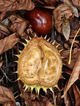 Chestnut in its spiny shell, a fruit of autumn nature Stock Photos
