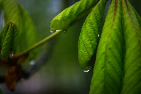 Chestnut leaf after rain Foto stock