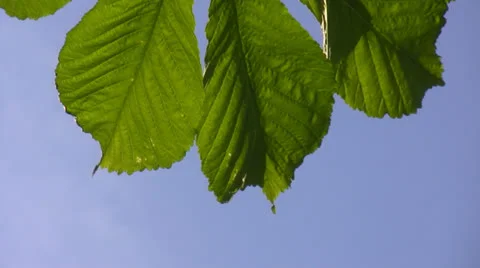 Chestnut leaf close up 動画素材 24594938