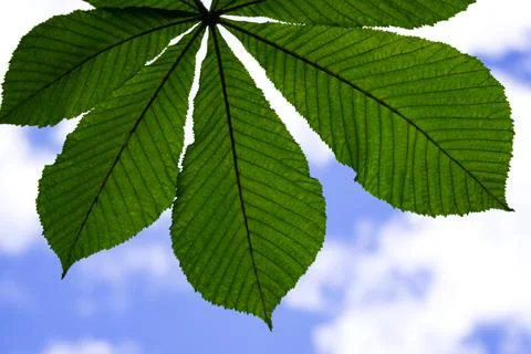 Chestnut leaf close up Stock Photos