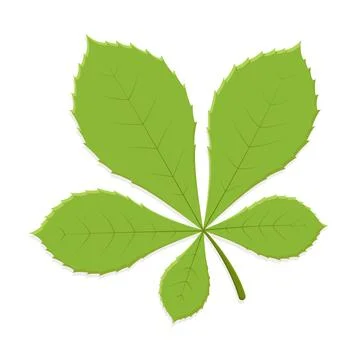 Chestnut leaf green Stock Illustration