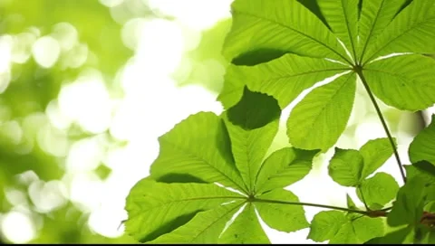 Chestnut leaf isolated against bright background Vídeos de archivo 7523063