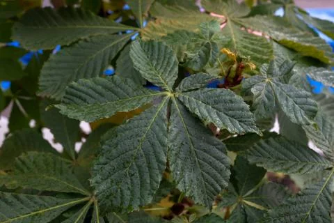 Chestnut leaf. Large embossed green leaf of a plant Stock Photos