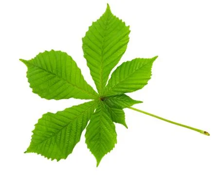 Chestnut leaf Stock-Fotos