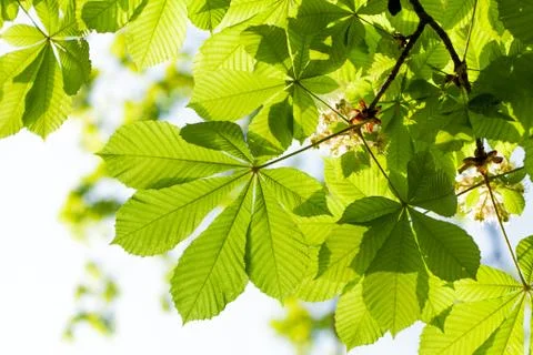 Chestnut leaf Stock Photos
