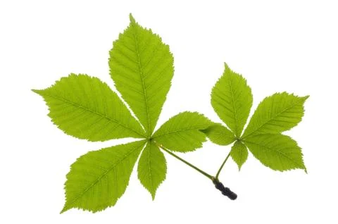 Chestnut leaf Stock Photos