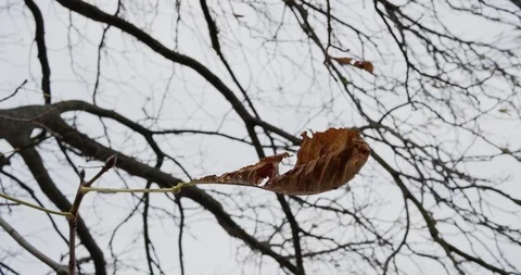 Chestnut Leaf Swaying In The Wind Stock Footage 97822991