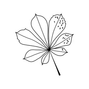 Chestnut leaf vector hand drawn line art outline graphic isolated on white .. Stock Illustration