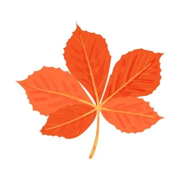 Chestnut leaf. Vector illustration on a white background. 스톡 일러스트