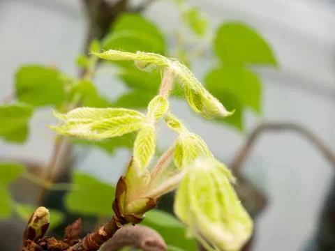 Chestnut Leafs objects and background. Foto stock