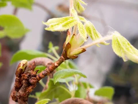 Chestnut Leafs objects and background. Foto stock