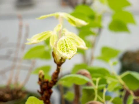Chestnut Leafs objects and background. Foto stock