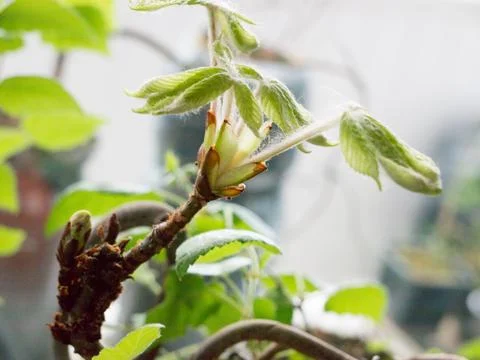 Chestnut Leafs objects and background. Foto stock