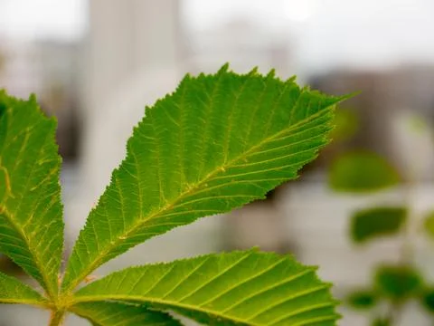 Chestnut Leafs objects and background. Foto stock