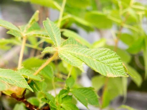 Chestnut Leafs objects and background. 스톡 사진