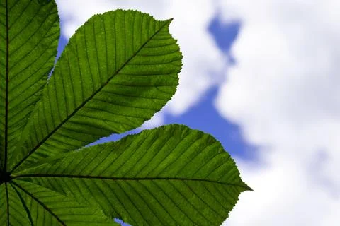Chestnut leave close up Stock Photos