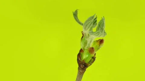 Chestnut leaves 4k Stock Footage 52634022