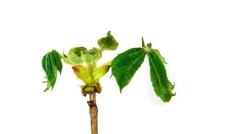 Chestnut leaves 4k 動画素材 73202085