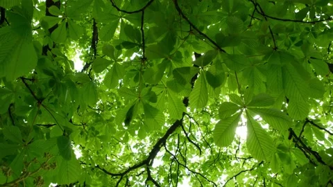 Chestnut Leaves Background Stock Footage 190522247