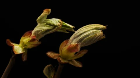 Chestnut leaves, budding tree buds Timelapse, Time-Lapse Green leaves, Closeup Vídeos de archivo 106858764