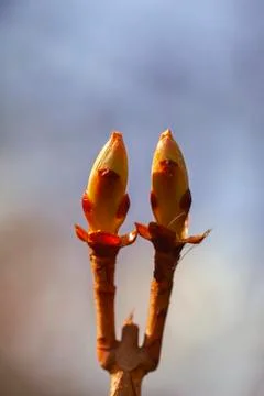 Chestnut - Leaves Buds 库存照片