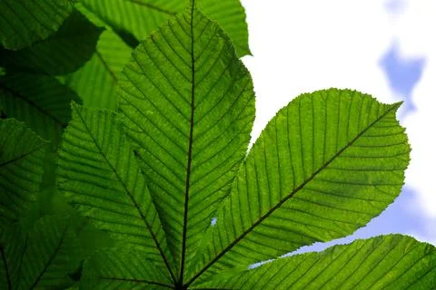 Chestnut leaves close up Stock Photos