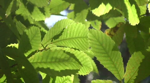Chestnut leaves Stock Footage 268444