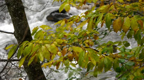 Chestnut leaves Stock Footage 35901778