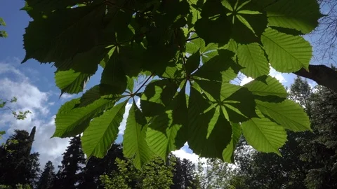 Chestnut leaves Stock Footage 112379667
