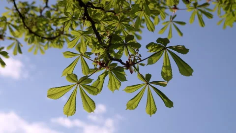 Chestnut leaves Video stock 192231536