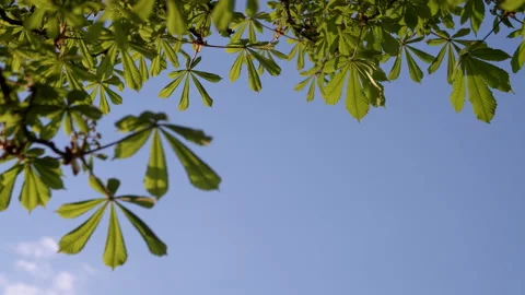 Chestnut leaves Stock-Footage 192231568