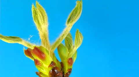 Chestnut leaves HD Stock Footage 52634129