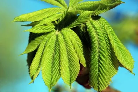 Chestnut leaves Stock Photos